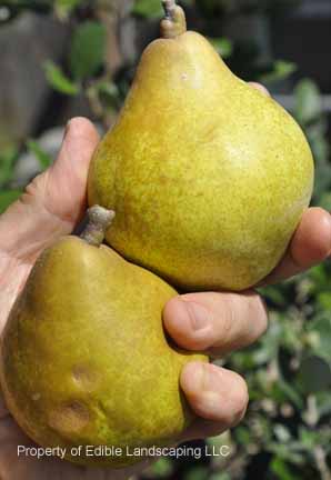 Pear Magness Fresh Fruits